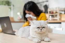 آیا ایمنی درمانی راهکاری مؤثر جهت مقابله با آلرژی به گربه است؟